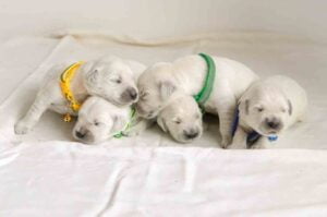 Windy Knoll Goldens English Cream Puppies for Sale Near Hartford