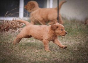 Windy Knoll Goldens Golden Retriever Puppy Running New Hampshire
