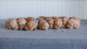 Spice and George Windy Knoll Goldens AKC Field Golden Retriever Puppies in Maine