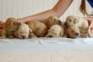 AKC Windy Knoll Goldens Golden Retriever Puppies Near Bangor Maine