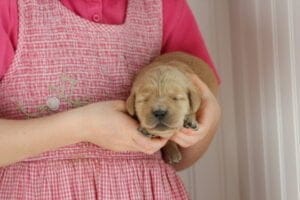 Blond Golden Retriever Puppies Near Boston