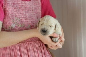 Cute Golden Retriever Puppies AKC Medium Colored Windy Knoll Goldens