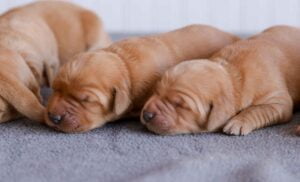 Golden Retriever Puppies Maine