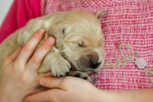 Golden Retriever Puppy Cuddling With Child AKC Maine