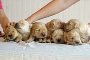 Windy Knoll Goldens Puppies For Sale in Maine