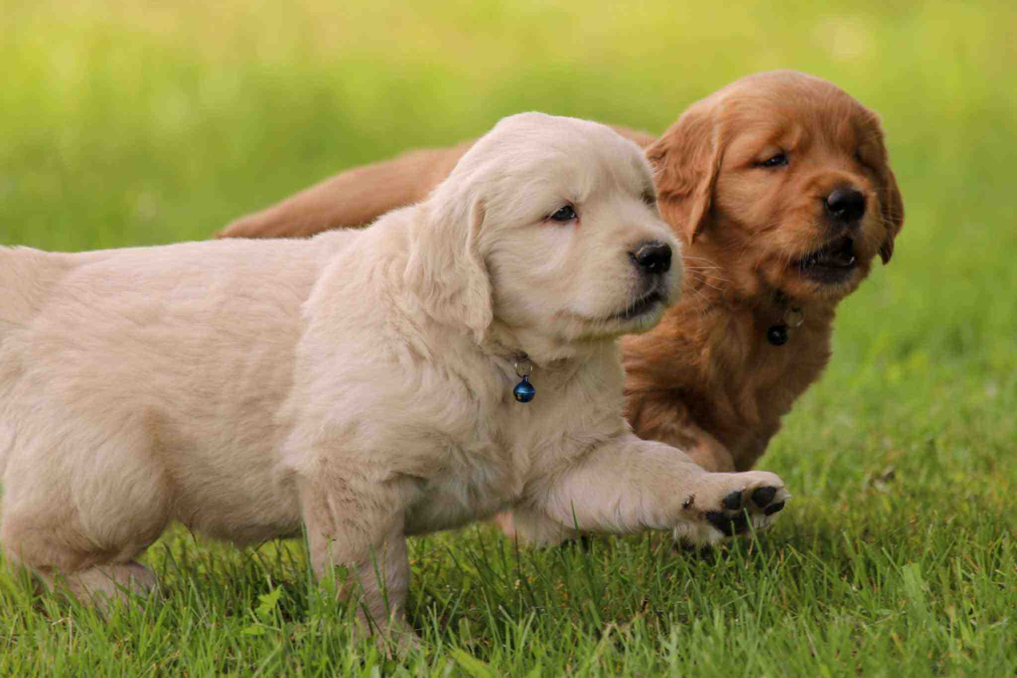 Dark Red and English Cream Golden Retrievers