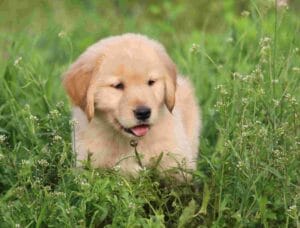 AKC Windy Knoll Goldens Golden Retriever Puppy in Maine
