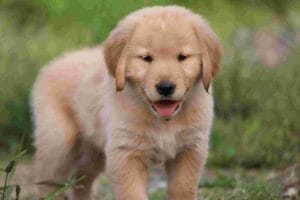 AKC Windy Knoll Goldens Puppy Portland Maine
