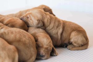 Dark Red Golden Retriever Puppies for Sale Near Connecticut