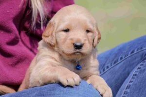 Golden Retriever Puppies for Sale in New Hampshire