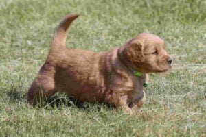 Windy Knoll Goldens AKC North East Puppies for Sale