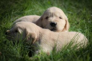 English American Goldens