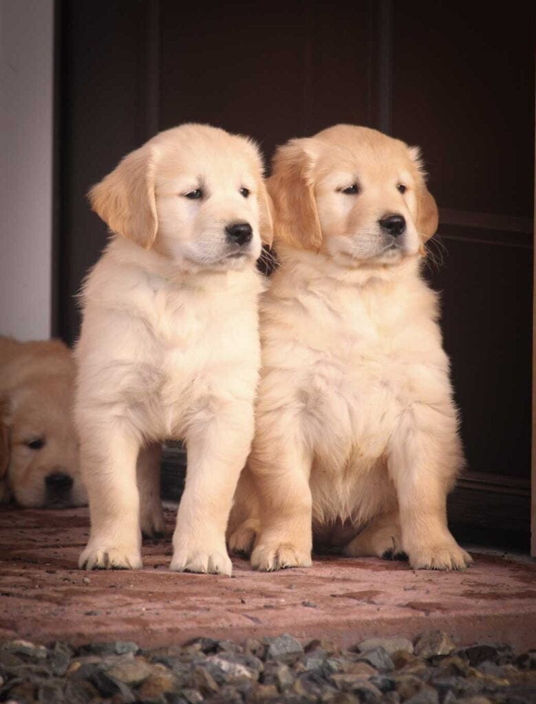 tips for road trips with dogs