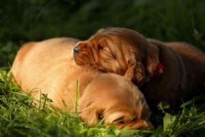 Dark Red Golden Retriever Pups
