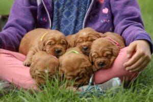 Dark Red Golden Retriever Puppies