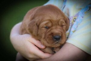 Dark Red Golden Retriever AKC