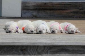 American English Golden Retriever