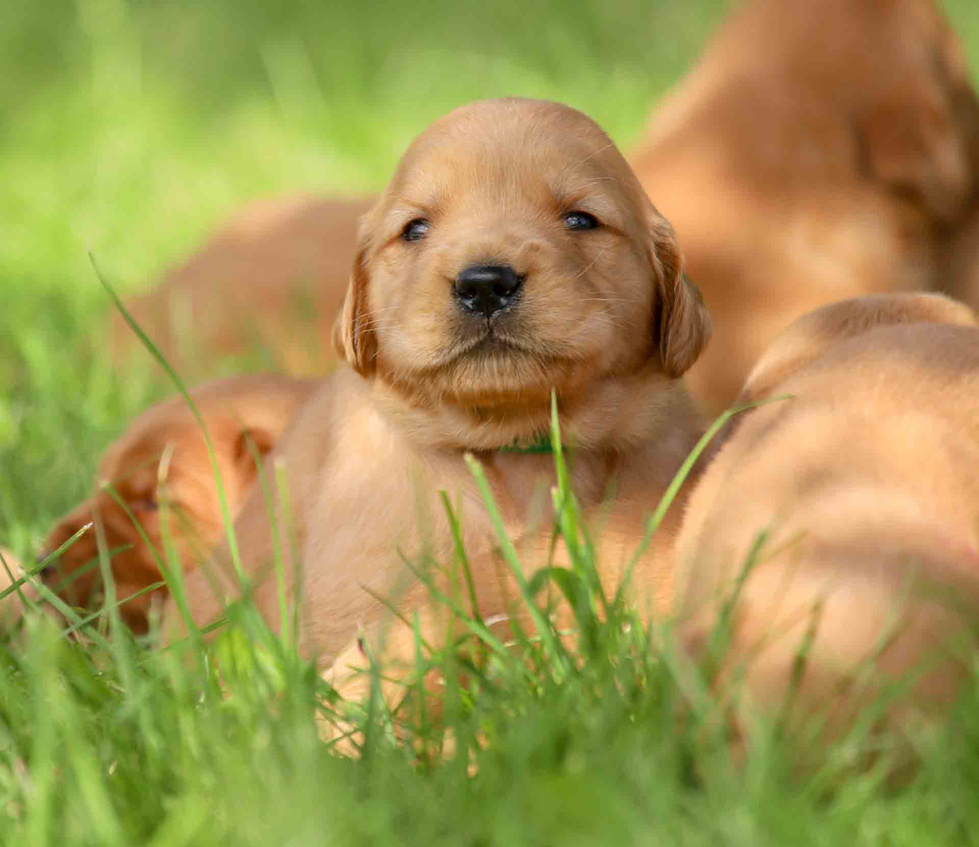 Available Retriever Puppies English Cream Golden Retiver Puppies MMLFYS Available Retriever Puppies English Cream Golden Retiver Puppies MMLFYS