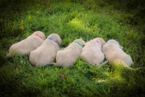 AKC Windy Knoll Goldens English American