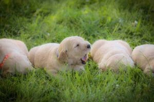 English American Goldens