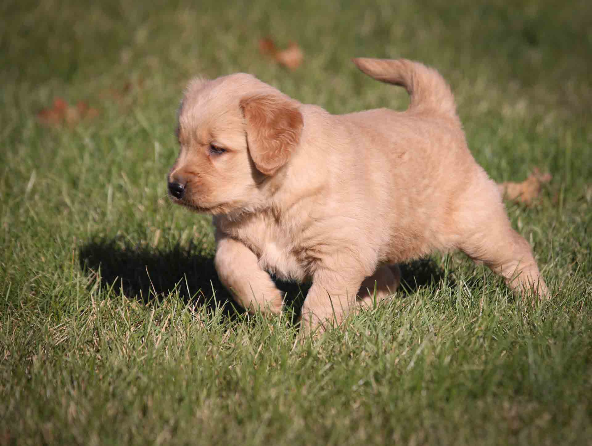 Golden Retriever puppy In Maine