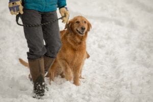 Spice Dark Red Golden Retriever Mother