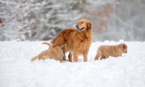 Spice Dark Red Golden Retriever Mother and puppies 