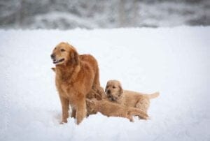 Spice Dark Red AKC Golden Retriever Mother and puppies 