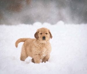 Dark Red Golden Retriever Puppy 