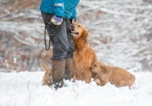 Spice AKC Dark Red Golden Retriever Mother and puppies 