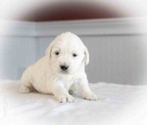 AKC registered English Cream Golden Retriver puppy of Windy Knoll Goldens Boston