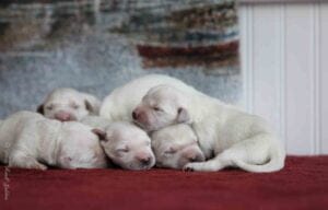 White Golden Retriever Puppies