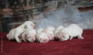 English Cream Puppies