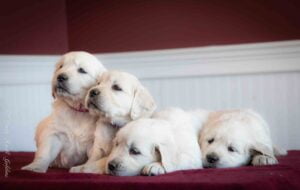 Four English Cream pups