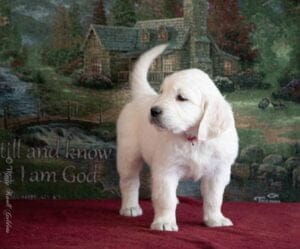 English Cream Golden Retriever Puppy