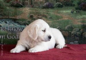 AKC English Cream Golden Retriever Puppies