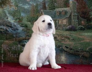 New England English Cream Puppy