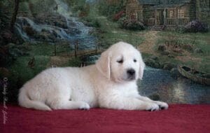 AKC English Cream Puppy