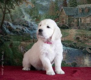 New England English Cream Golden Retriever Female Puppy