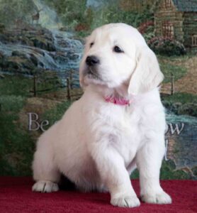 New England English Cream Golden Retriever Female Puppy