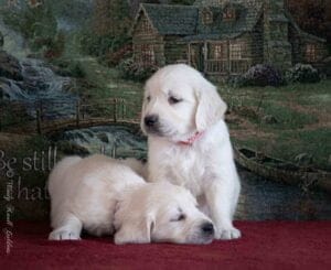 English Cream Goldens