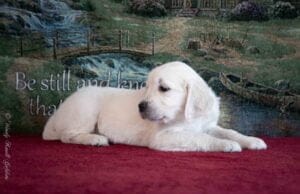 English Cream Goldens