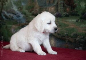 English Cream Goldens