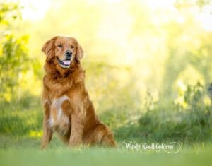 paw care for your golden in summer