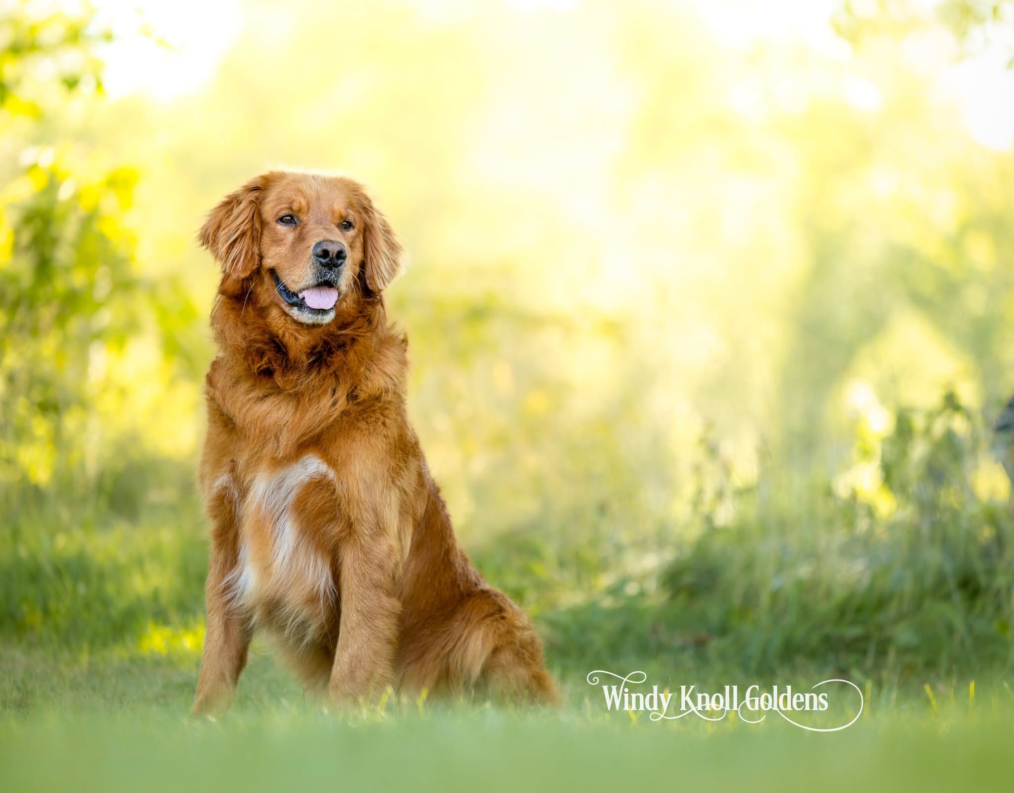 paw care for your golden in summer