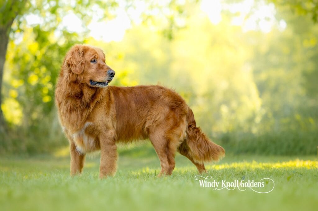 An adult golden retriever standing on the grass and looking off to one side on a bright summer day at Windy Knoll Goldens in Bradford, Maine.
