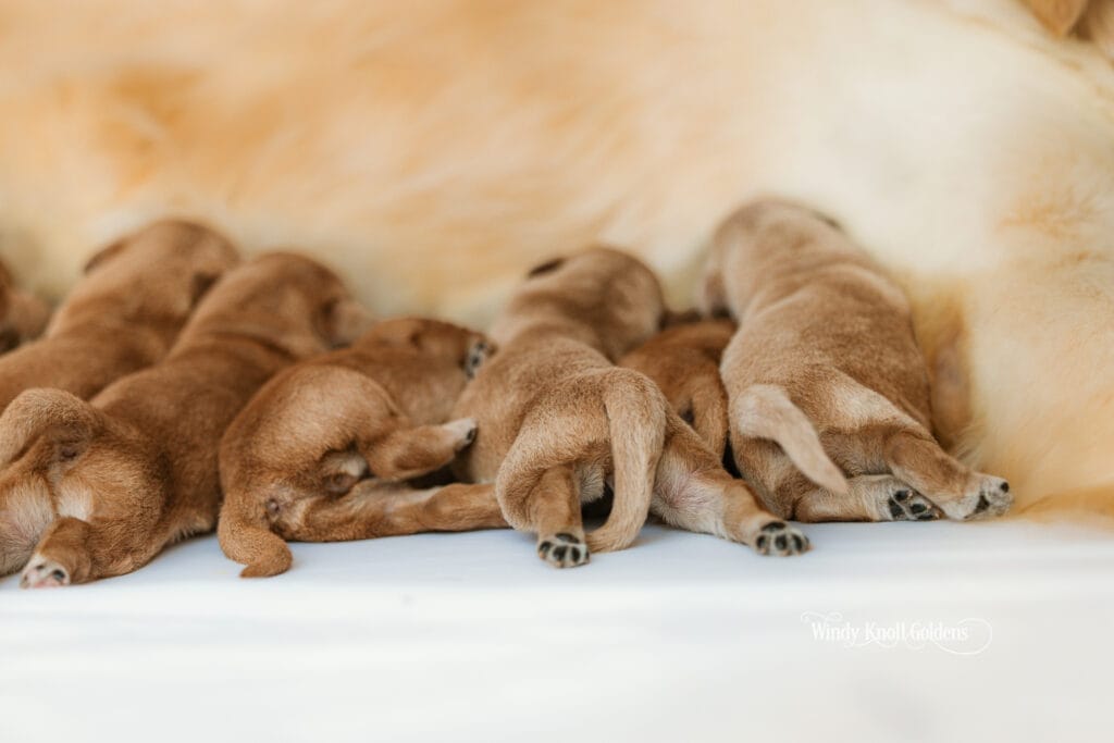 puppies