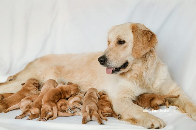 new born golden retiriever puppies
