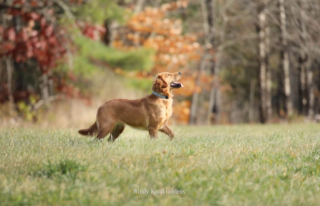 socializing your golden retriever