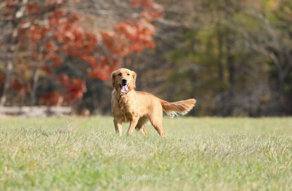 socializing your golden retriever